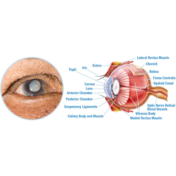 GFOUK™ OphthalTech Vision Vitality Electric Device